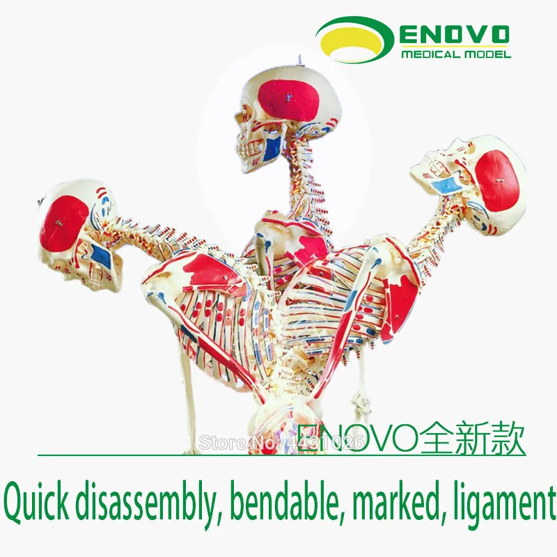 ENOVO 170CM human skeletal muscle model bending medical Yoga body framework spine specimen