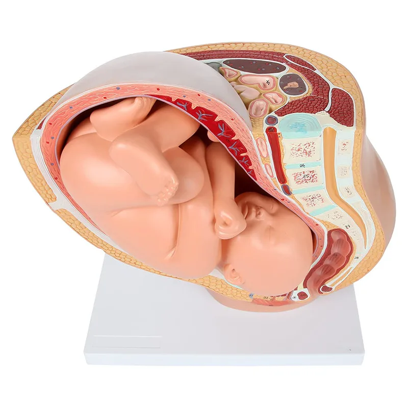 

Human Pregnancy Fetal Development 9th Month Embryonic Pelvic Model Fetus Foetus Pregnancy Anatomy of The Placenta