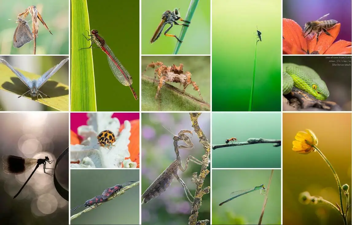 NiSi Close Up Lens Kit NC 67 millimetri 72 millimetri 77 millimetri SIM Card e Adattatori MC Close-up Lens Filter