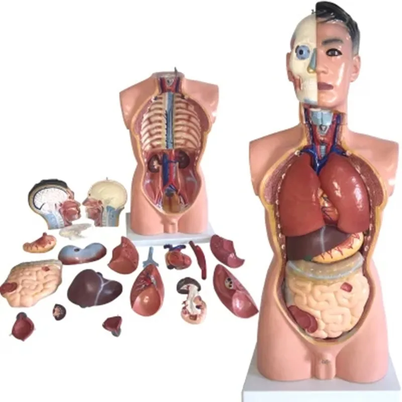 

85cm Male Torso with Internal Organs 19 Parts,Human Torso Model