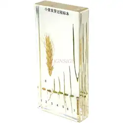 Children's cognitive kindergarten teaching wheat specimen plant seed germination during wheat seed germination