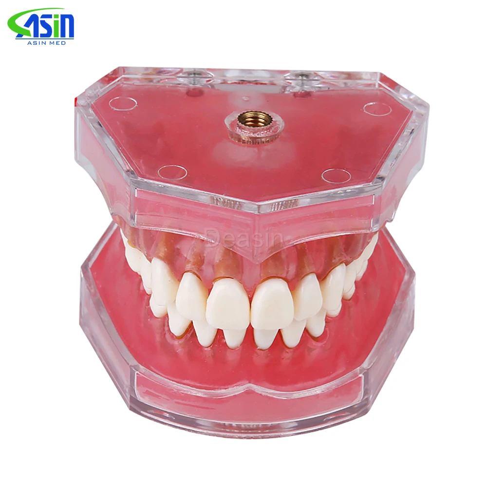 1pcs Dental Soft Gum Standard Typodont Study Model with 28pcs Removable Teeth Model Dental Supplies