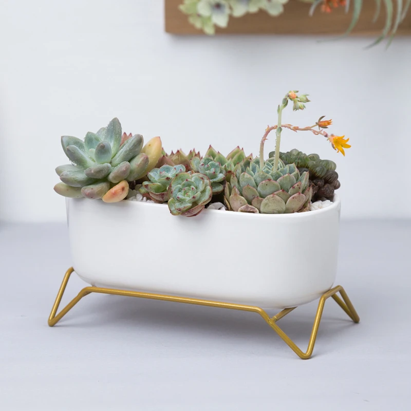 Small White Succulent Planter Pots with Bamboo Tray, Decorative Cactus Plant Holder Container for Home Office Table Desk Decor