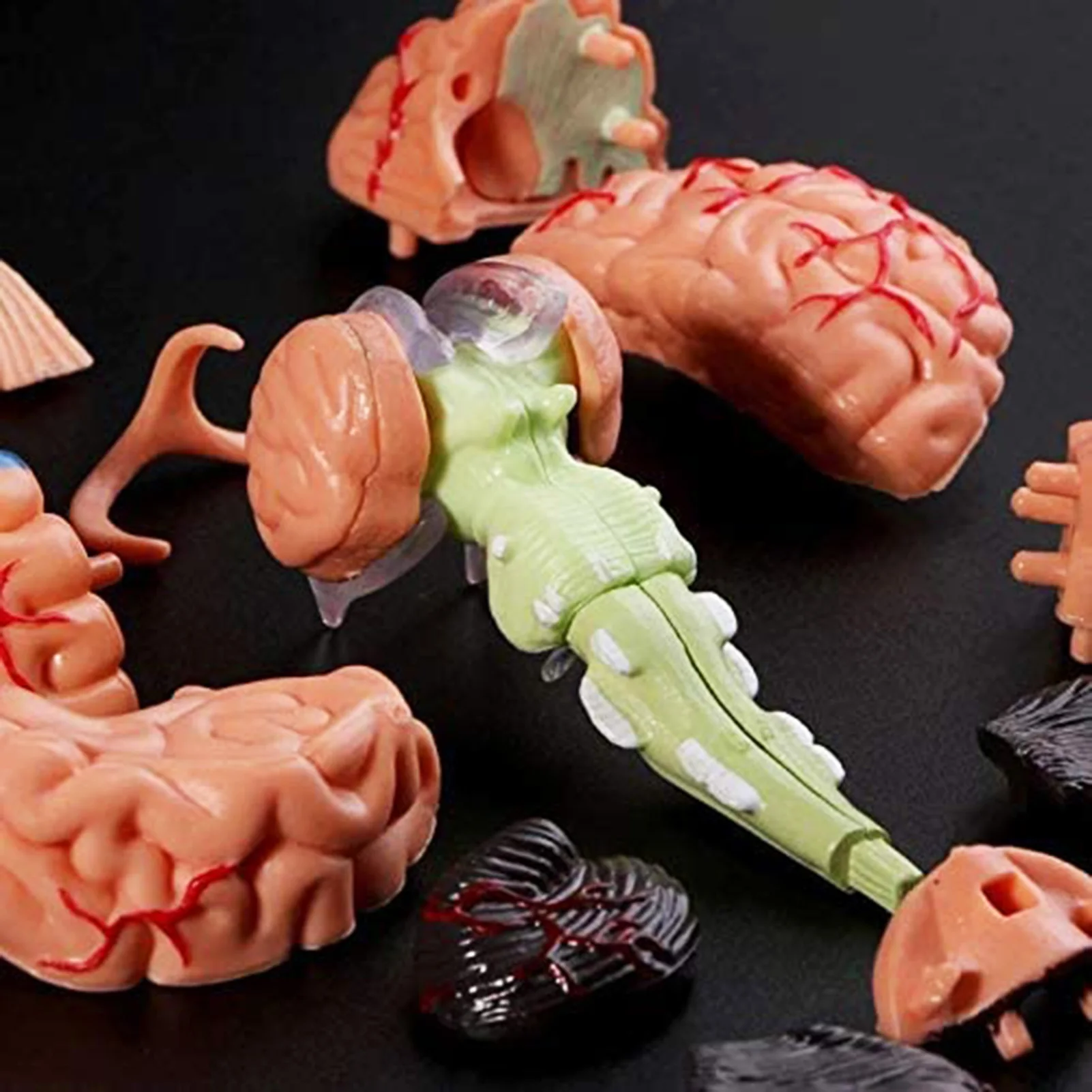 Modello di Cervello umano Rimovibile Anatomia Umana Modello Del Cervello Interna Medico Sculture Strumento di Insegnamento Modello Complementi