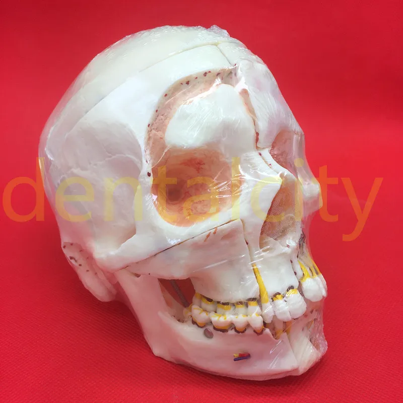 Dental Model #5004 01 - Detachable Pro Skull Model with Red Eyes teeth model