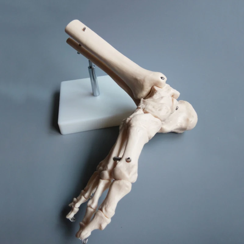 1:1 Foot Joint Model Foot Skeleton Model Medical Studies Foot Bones Skeletal Model Foot Anatomy Clinic Show Teaching Model