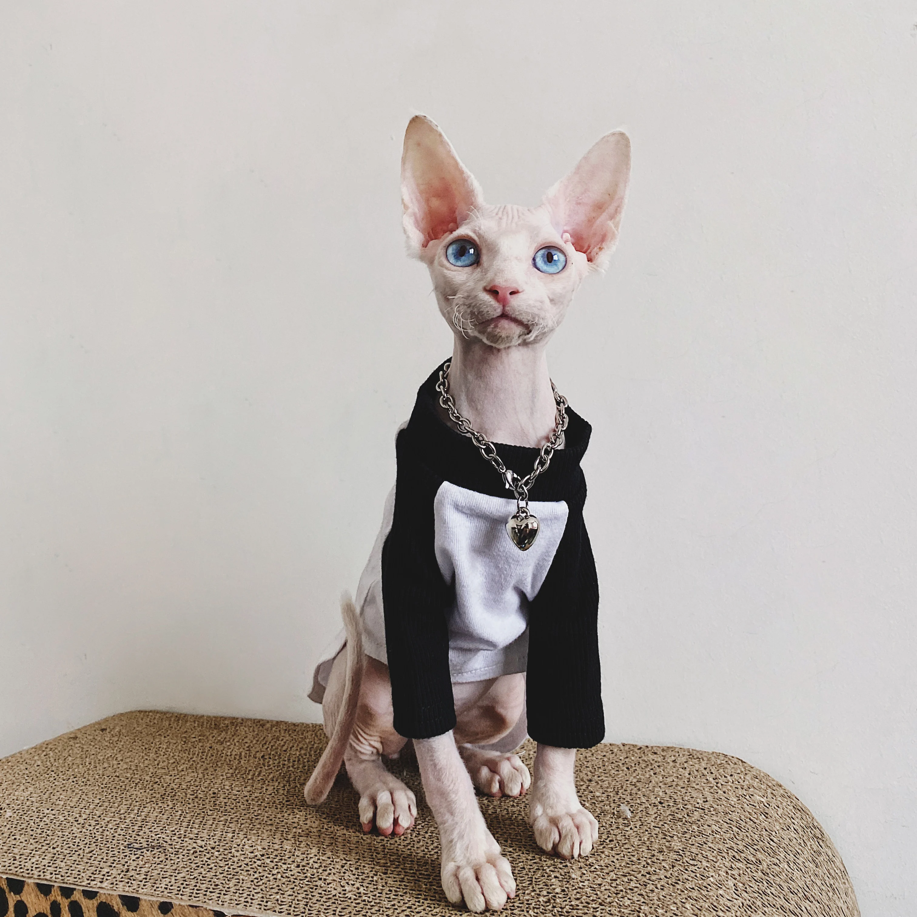 Casual Baseball T-shirt for Cats, 100% Cotton, Trendy Base Shirt, Sphinx, Summer and Autumn Clothes