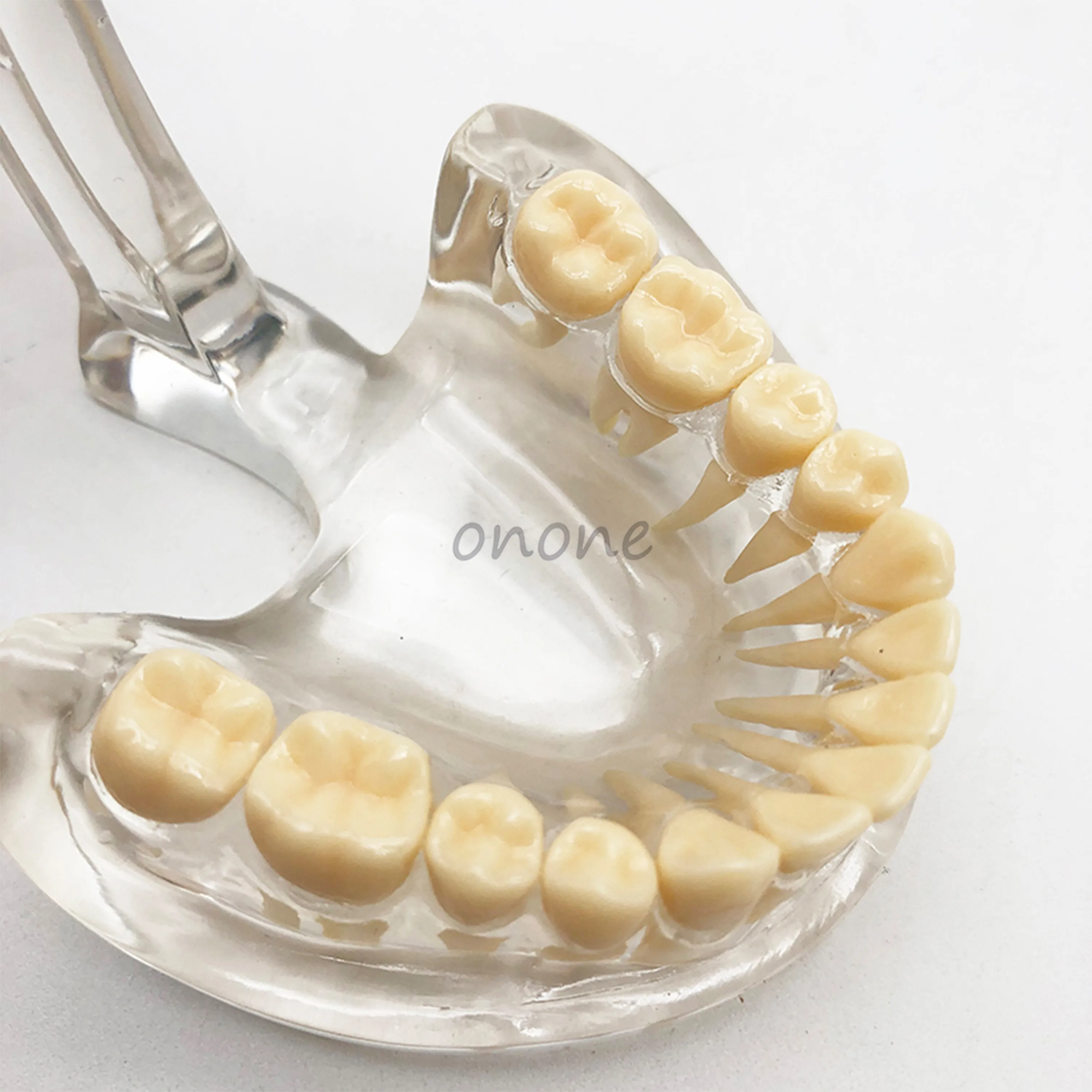 1pcs Good Quality Dental Typodont Teeth Model Standard Teeth Model 28pcs Teeth Dentist Student Learning Mode