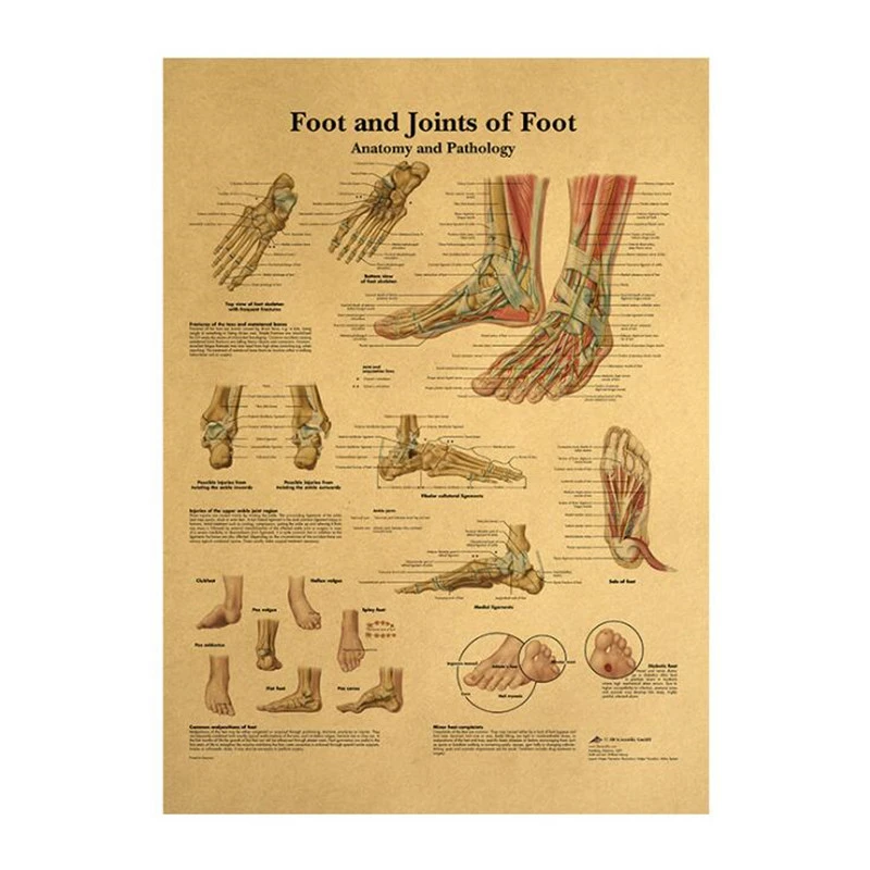 The Body Structure Skeleton Nervous System Vintage Poster Medical Decoracion Painting Wall Art Kraft Paper Wall Stickers