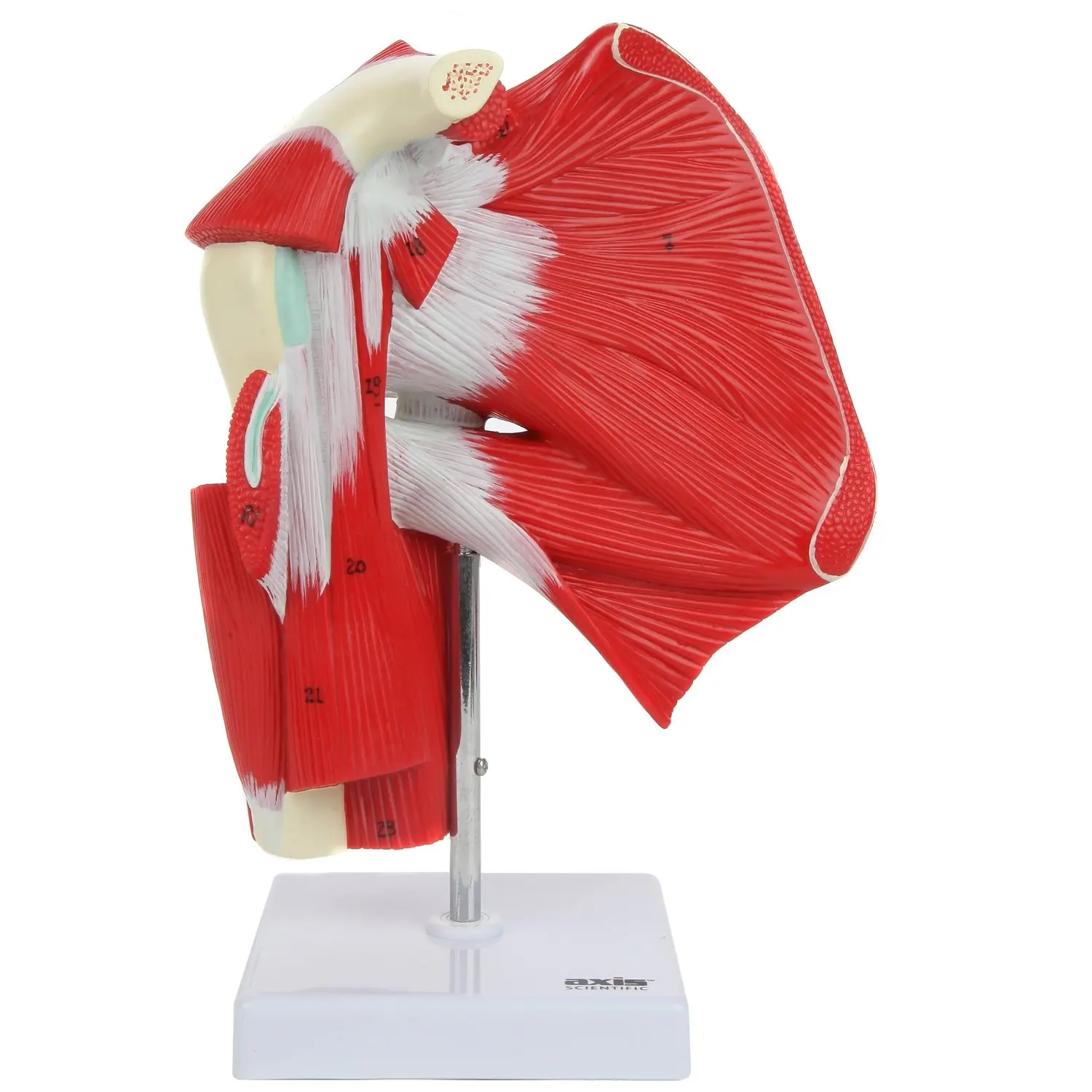 Human Muscled Shoulder Joint Anatomical Medical Model Shows Complete Anatomy Musculature  Rotator Subscapular Muscles