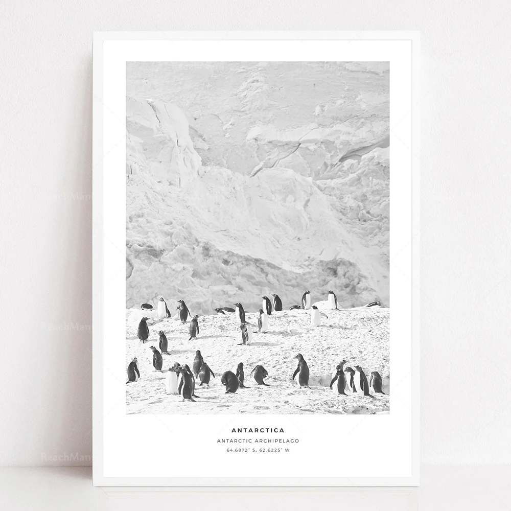 South American Alpaca, Kenya Namibia Animal Africa, Impression Antarctic Iceberg Animals, Bolivia Black and White Poster
