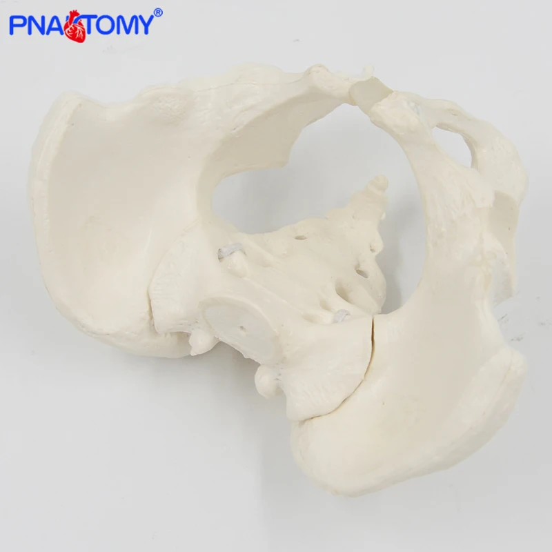 Mini Pelvis Model Human Skeleton Model Specimen Hip Skeleton Anatomy Medical Tool school Used 1:2 Pubis Skeletal Educational