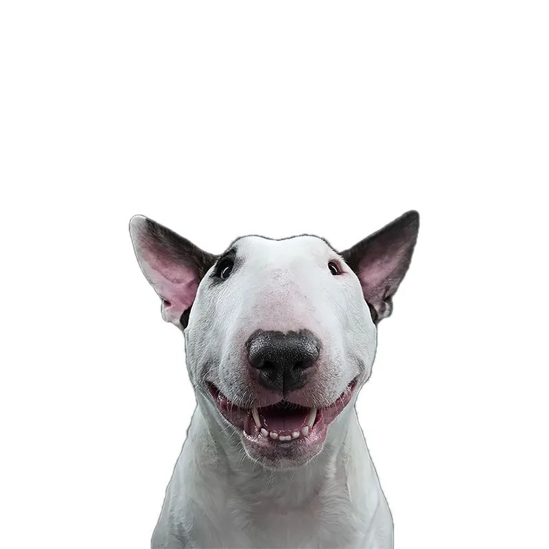 Three Ratels QD112 Funny Bull Terrier Lovely dog sticker home decoration Refrigerator Decal laptop toilet sticker