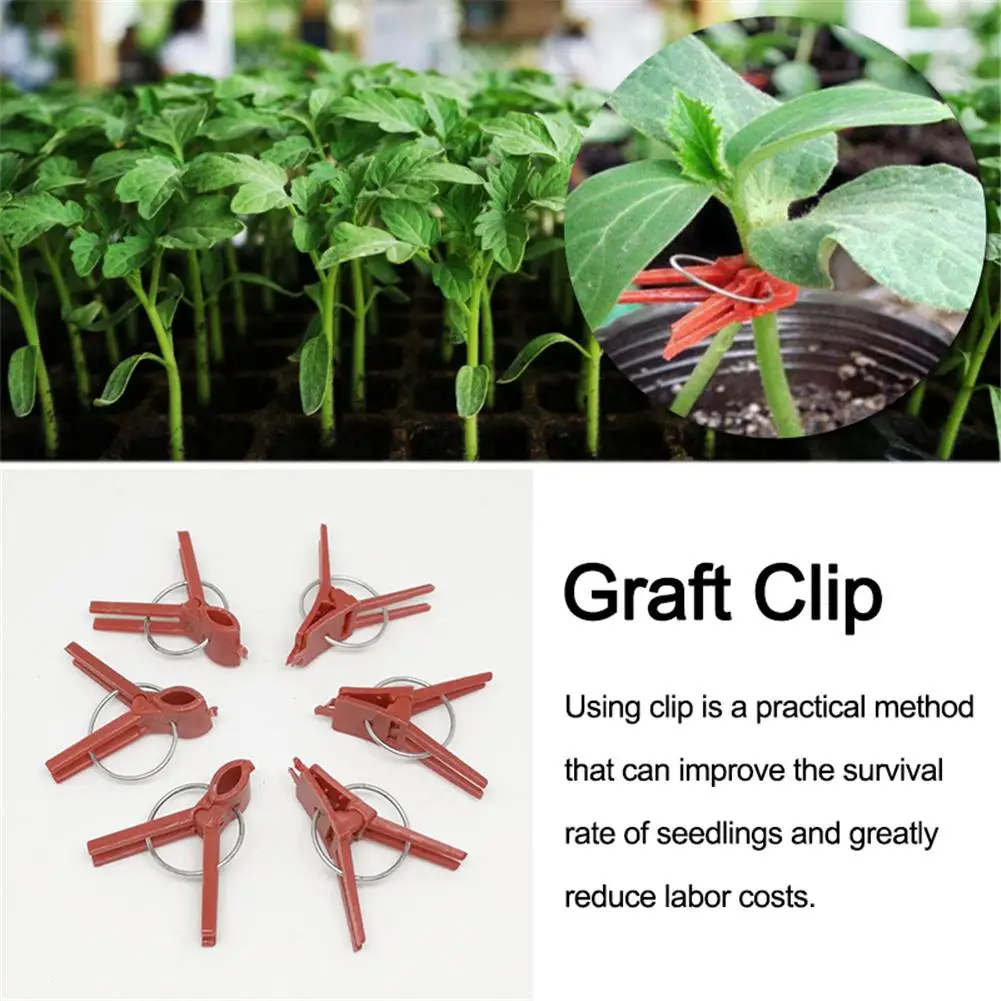 50PCS Plant Grafting Clip Plastic Gardening Tool For Cucumber Eggplant Watermelon, Round Mouth Flat Mouth Anti-fall Clamp