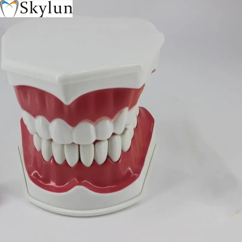 Dental Tooth Brushing Teaching guide Models Children 's oral tooth structure model SL715