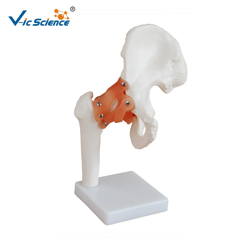 

Life Size Skeleton Hip Joint Model