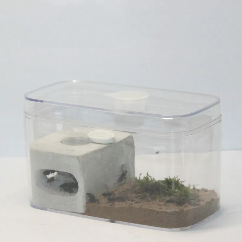 Living Ant Student Science Course Observation Diary Ant Home Castle Ant Workshop Insect Box Ant Nest