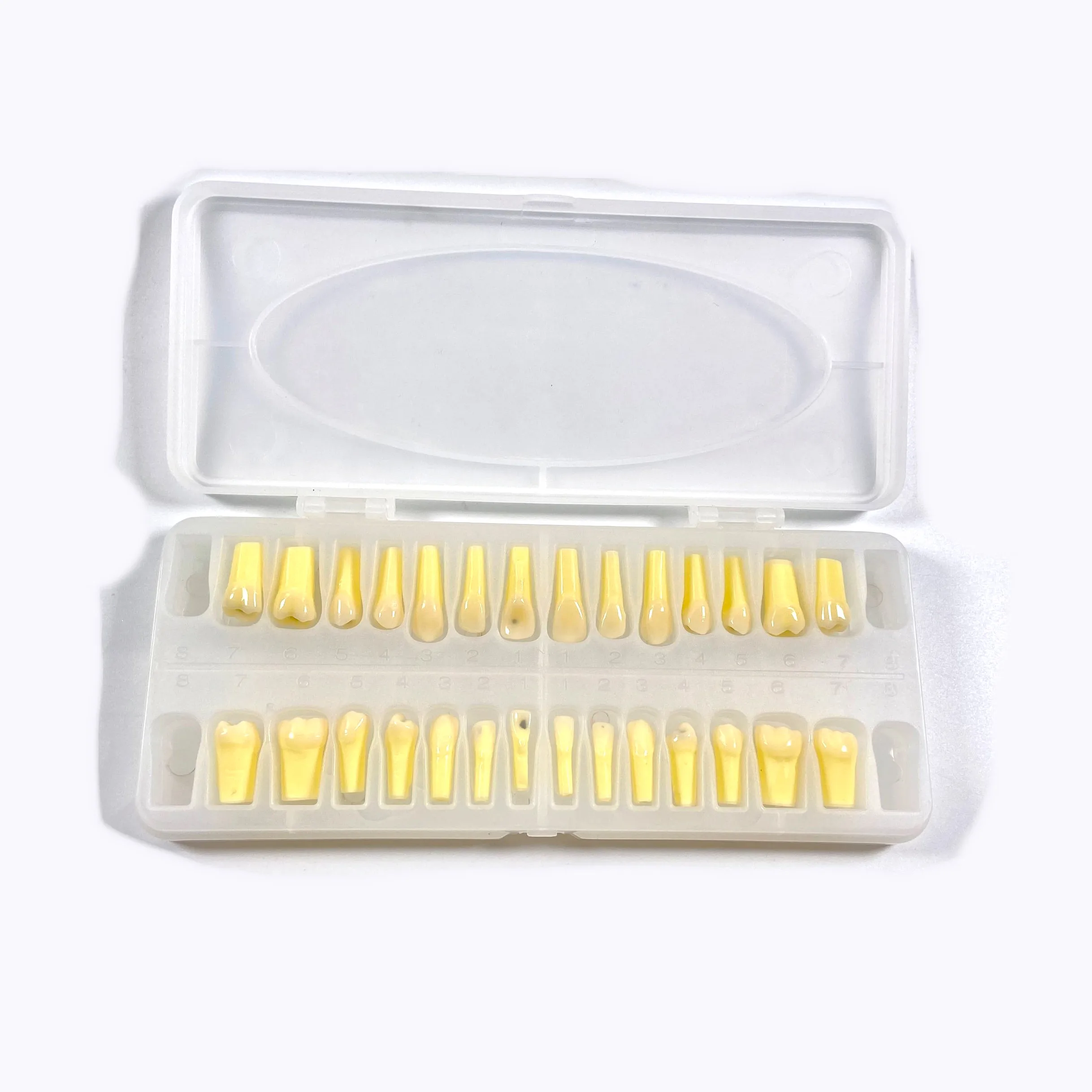 1Box=28pcs Dental Screw Caries Remove Decayed Teeth Practise Cuspid Student Teaching Model