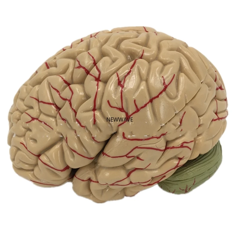 

Cerebral Artery Model Brain Anatomy Model Brain Model Brain Stem Model Brain Structure Model Neurology