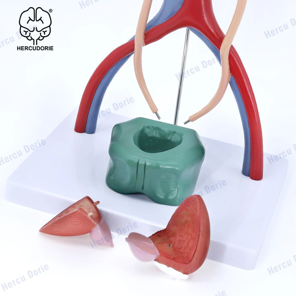 Naukowy Model anatomiczny męskiego układu moczowego | Model układu moczowego ma 13.5 cala wzrostu | Funkcje nerek z nadnerczem