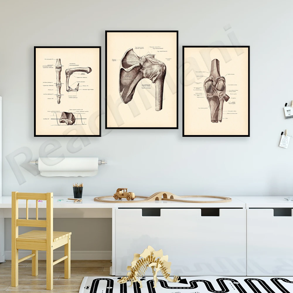 Vintage anatomy, knee joint, shoulder joint, finger joint, bone, chiropractic clinic physiotherapist gift poster