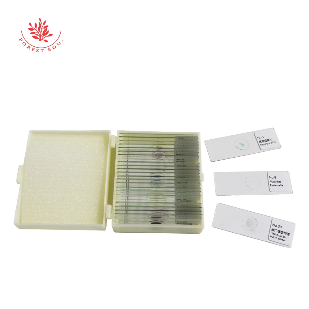 Bacteria Types Higher Education Cocci Spirilli Bacilli Mixed Gram Staining Microscope Prepared Slides Microbiology 25pcs /Set