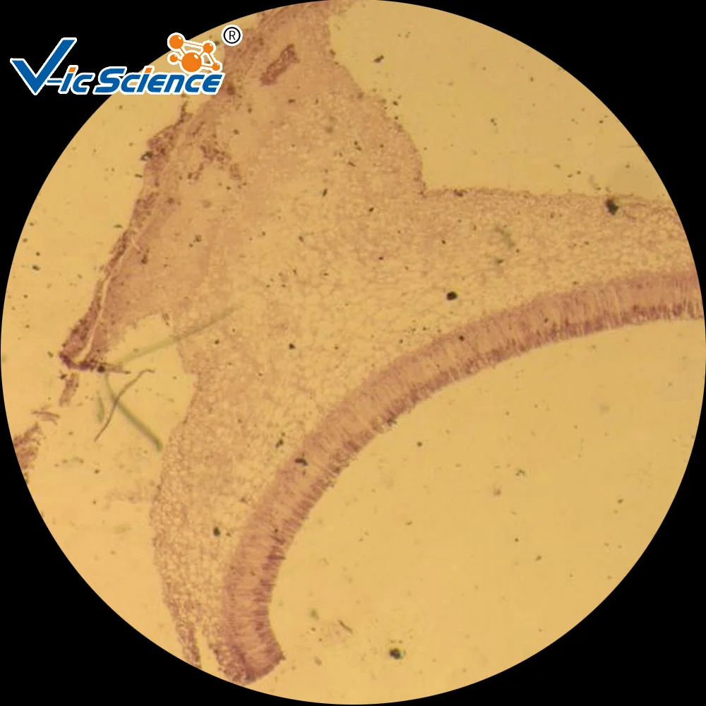 50 pieces Prepared Slides