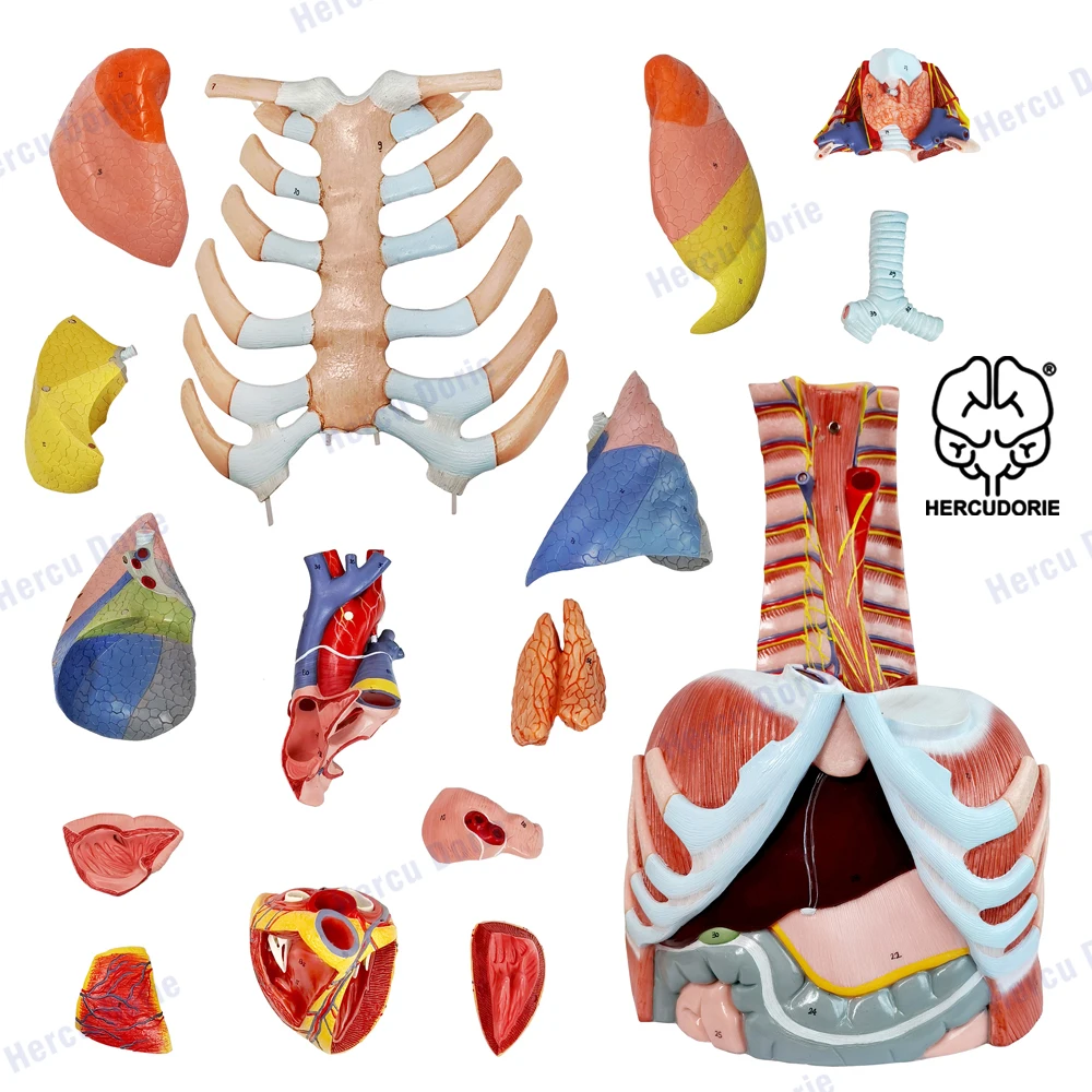 Menselijk Thoracale Vsceral Anatomisch Model, Hart, Lever, Longen, Luchtwegen Model, Medisch Onderwijs Model