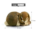 Lop