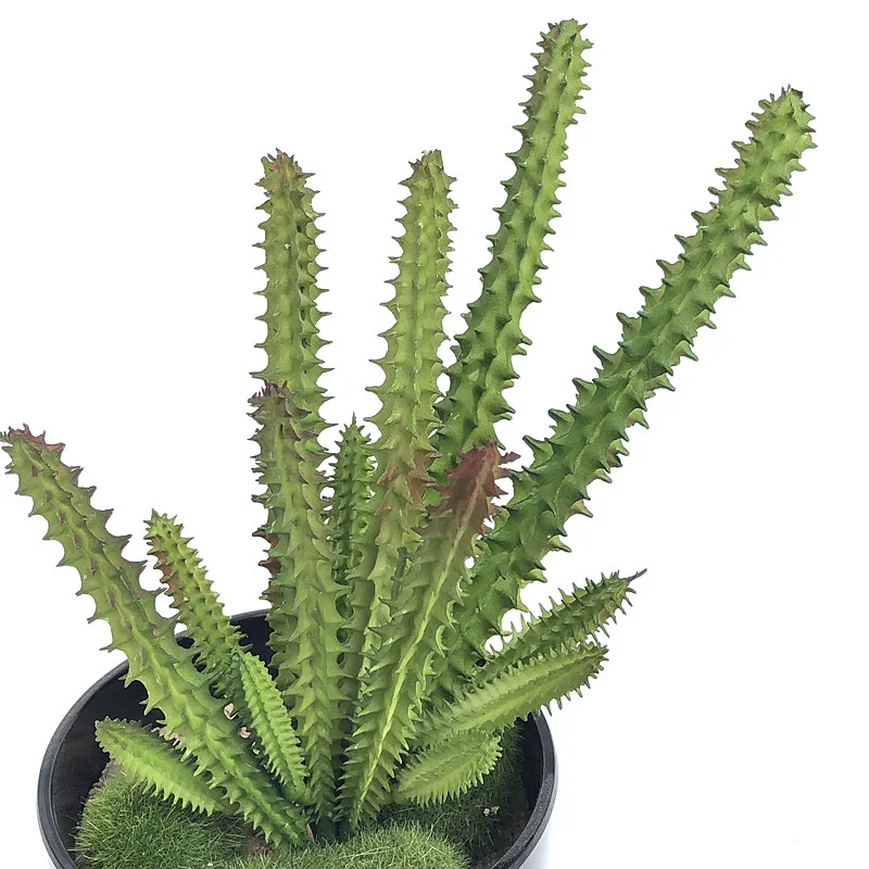 Artificial Plastic Plant Cactus Branch DIY Office Study Living Room Home Decoration Supplies