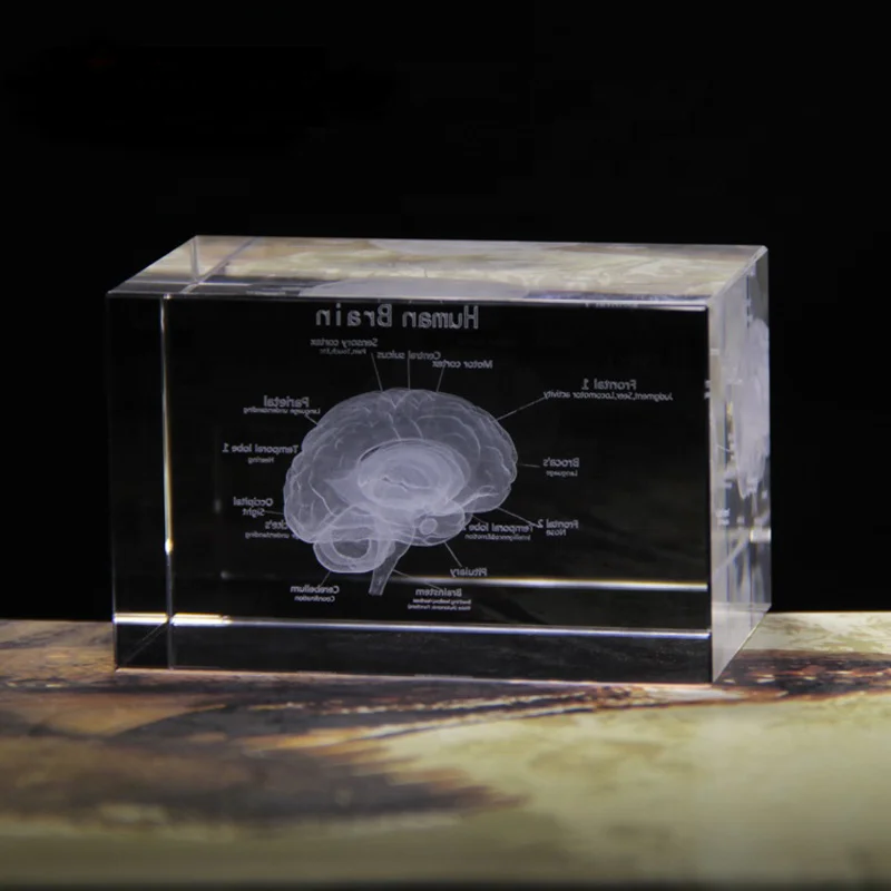 Hot Selling Brain Structure Cut Etched Glass Cube 3d Laser Engraved Crystal Cube Teaching Model Crystal for Hospital Souvenirs