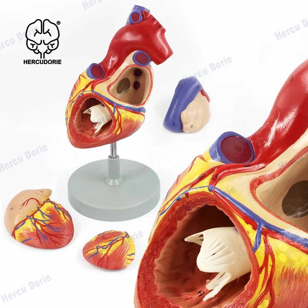 2 modelos anatômicos do coração humano aumentado, modelo anatômico preciso do coração anatômico para o estudo da ciência, sala de aula