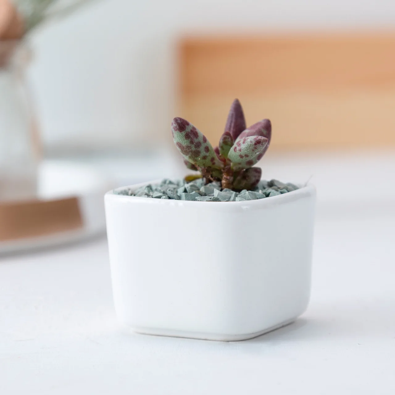 

Creative Small White Flowerpot Porcelain Flower Ware Mini Small Square Ceramic Potted Meat Succulent Pot Vase Office Decor