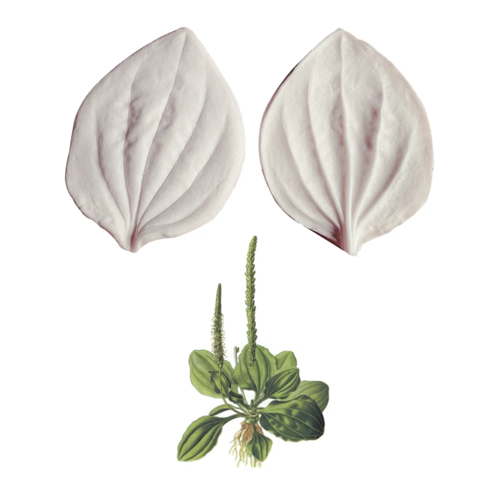 

Plantain Leaf Petal Veiner Silicone Mould Cake Water Paper Fondant Gumpaste Sugar Clay Flower Cake Decorating Mould DIY M2122