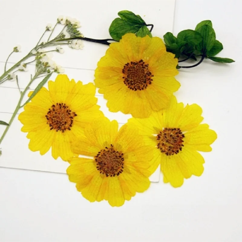 

100pcs Pressed Dried Flower Sanvitalia procumbens Lam For Epoxy Resin Jewelry Making Makeup Face Bookmark Nail Art Craft DIY