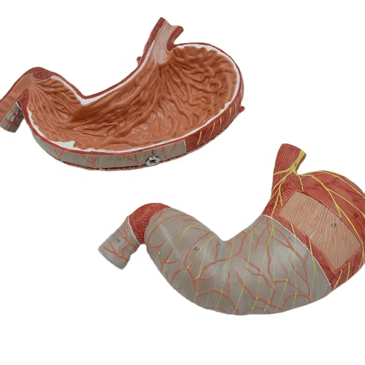 enlarged-2-parts-human-stomach-model-digestive-system-anatomical-model-human-body-model-anatomy-medical-supplies-and-equipment