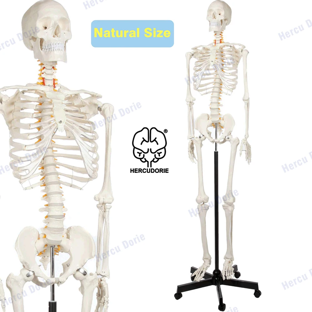 

Human Skeleton Model for Anatomy- Life Size Medical with Nervous System 70.8 in with Rolling Stand for Medical Study