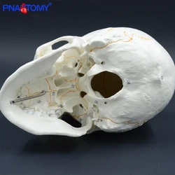 Cranio numerato umano a grandezza naturale modello anatomico insegnamento testa studio forniture scheletro staccabile mascella anatomia ossea con manuale