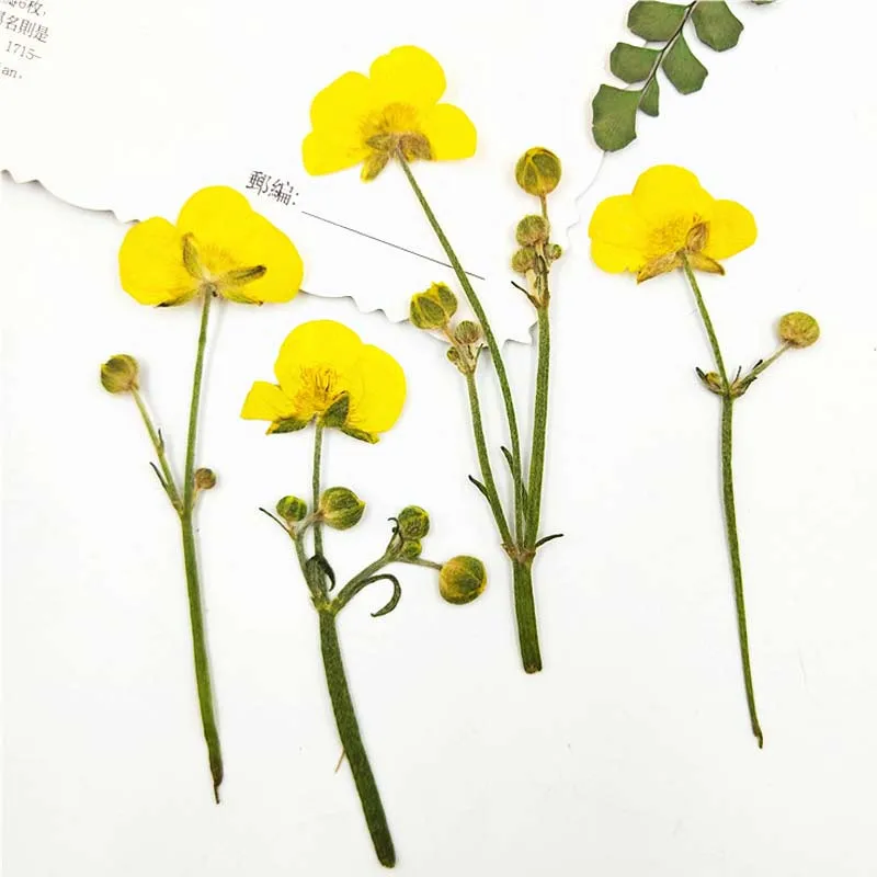 Buttercup On Stems DIY Dried Flowers, Gift Card Decoration, Latest Fashion, 100Pcs