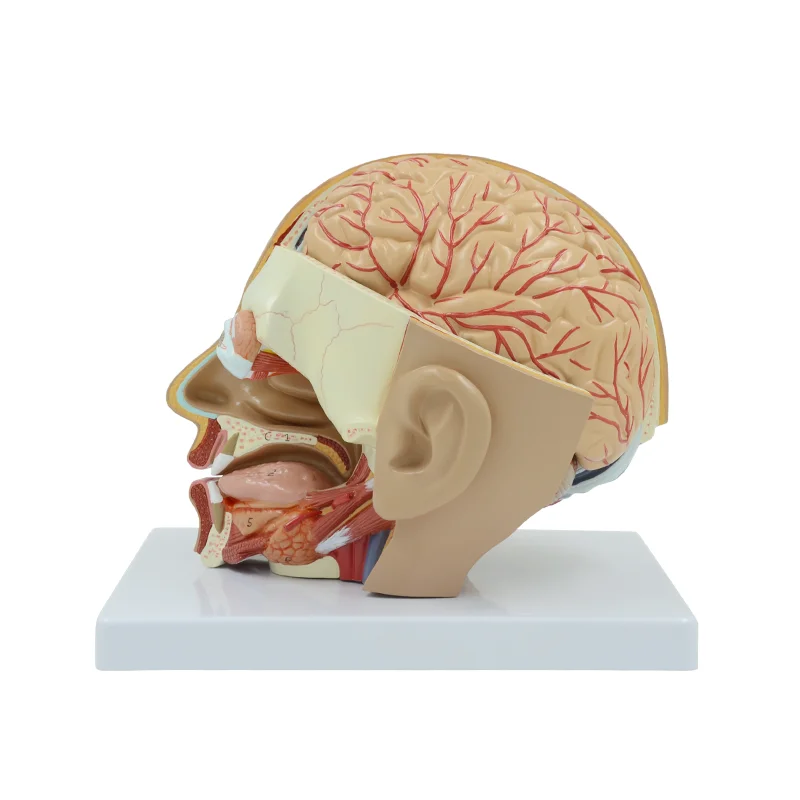 Human Head Dissection Model Brain Anatomy Oral Cavity Tongue Anatomical Model Educational Equipment Medical Demonstration Tool