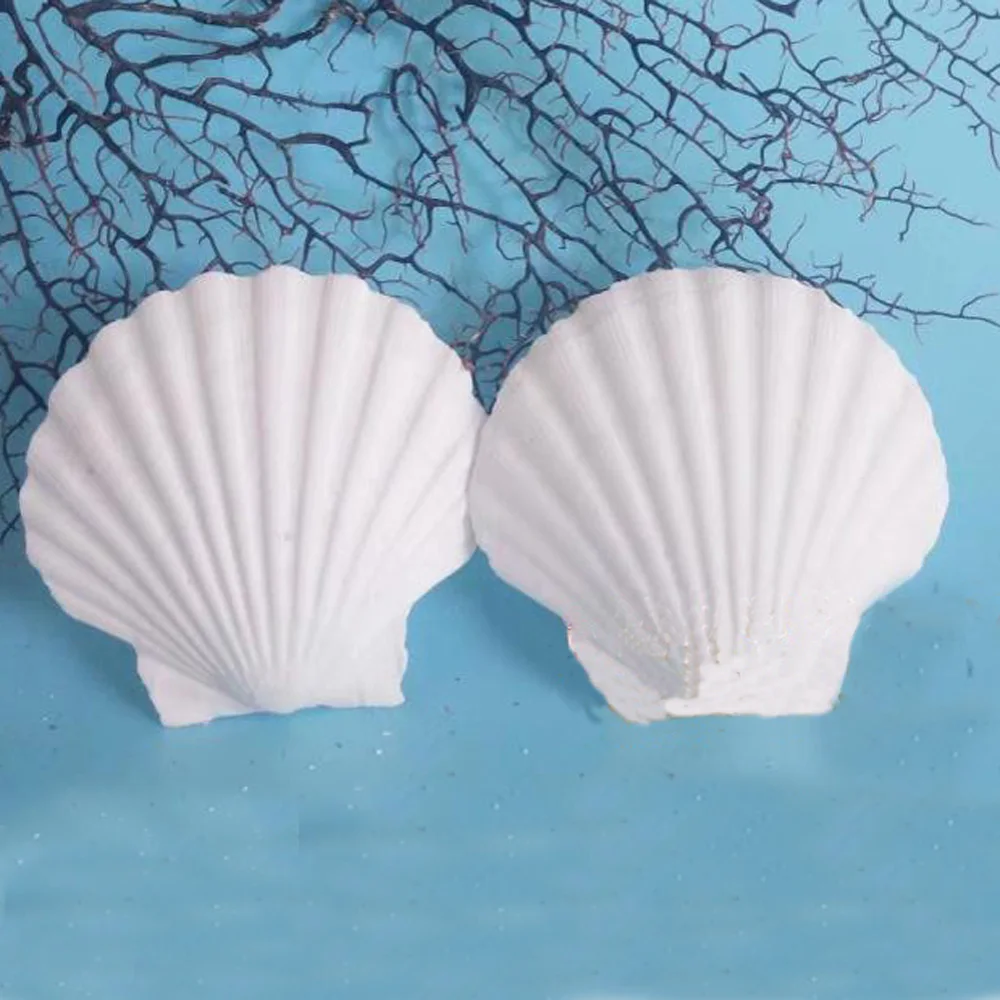 6pcs 4-5cm small size natural white Conch sea shell white scallop shell for fish tank decoration or gift