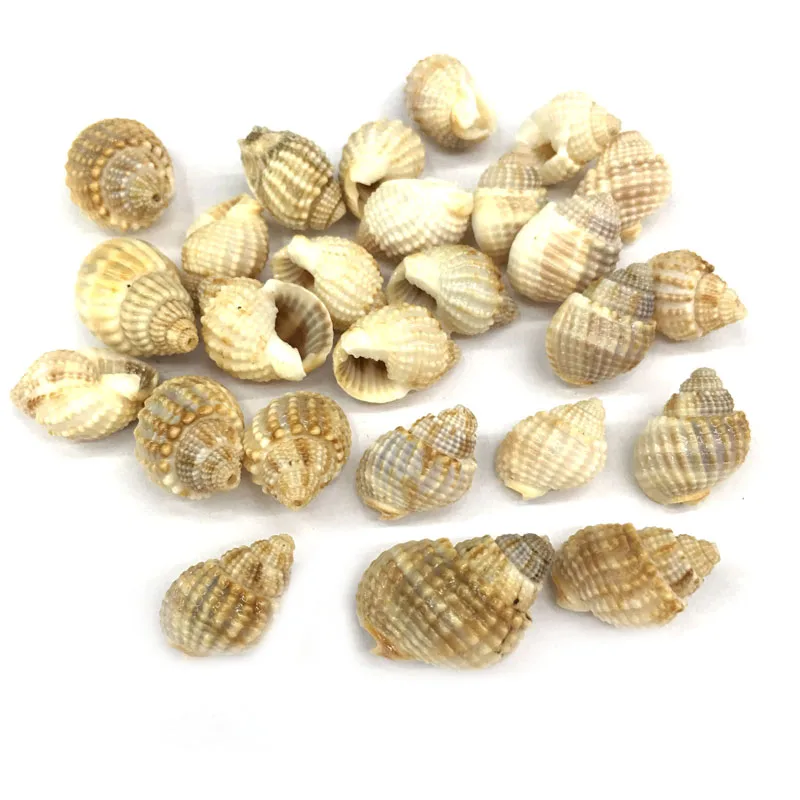 Natural shell fashion Conch Pendants Exquisite Charms for Jewelry Making DIY Bracelet Necklaces earring Accessories Size 14x17mm