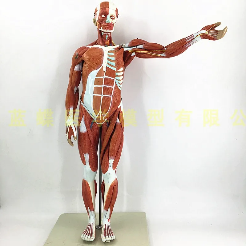 80CM Human Body Muscle with Internal Organ Model Muscle and nternal Organ Anatomy Model  Muscle Distribution Medical Teaching