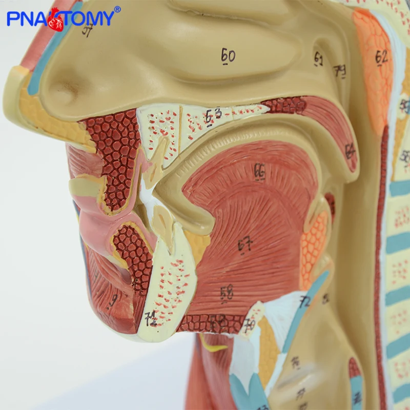 Testa umana con muscolo e nervoso vaso sanguigno anatomia del cervello cavità orale gola modello anatomico cranio viso muscolo a grandezza naturale