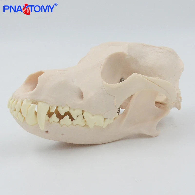 Teschio canino modello teschio di cane 1:1 denti staccabili di dimensioni naturali anatomia animale attrezzatura educativa anatomica strumento