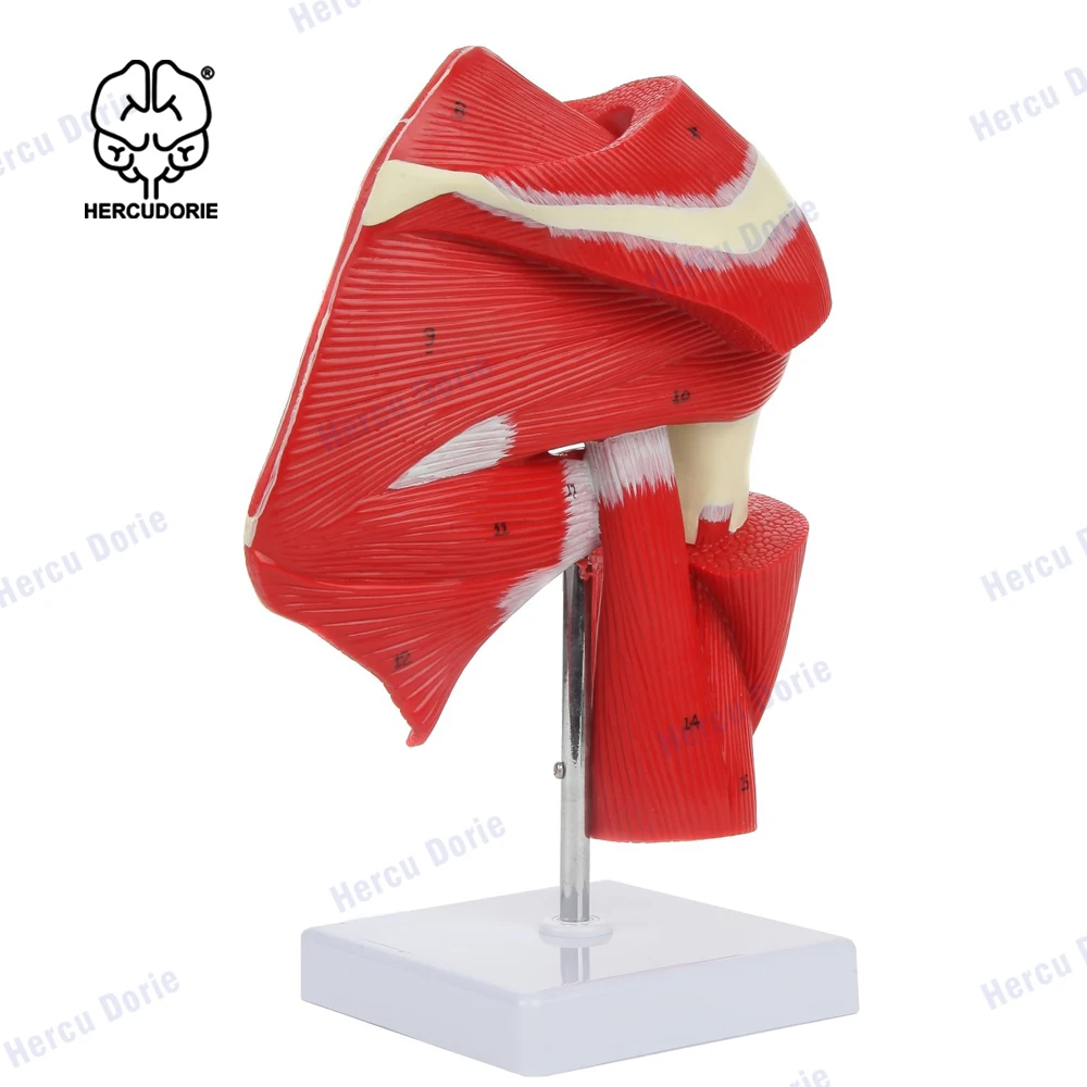 Life Size Shoulder Joint Muscles Model Human Body Anatomy Replica of Shoulder Joint Clavicle Bone Model from Rotator Cuff to Sub