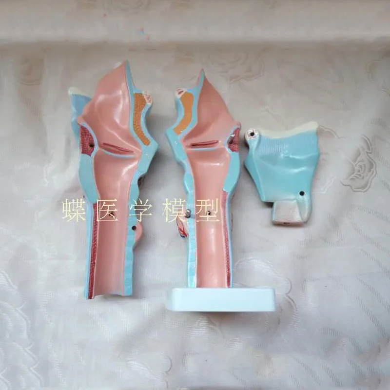 2x magnification throat model Laryngeal anatomical specimen Laryngeal blood vessel Thyroid larynx throat teaching model.