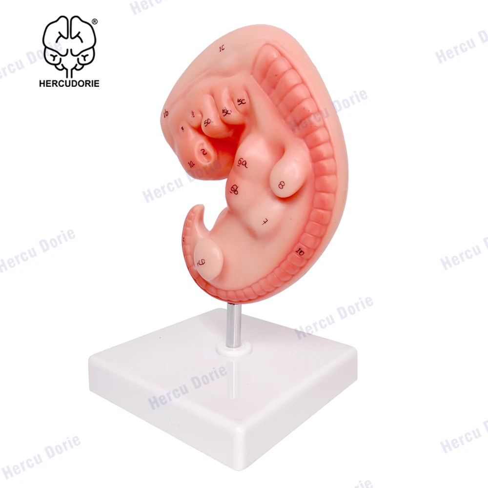 Human Anatomical Model Human 4-Week Embryo Modelhuman Development Embryo Model Pregnant 4 Weeks Fetus High Magnification Detaile