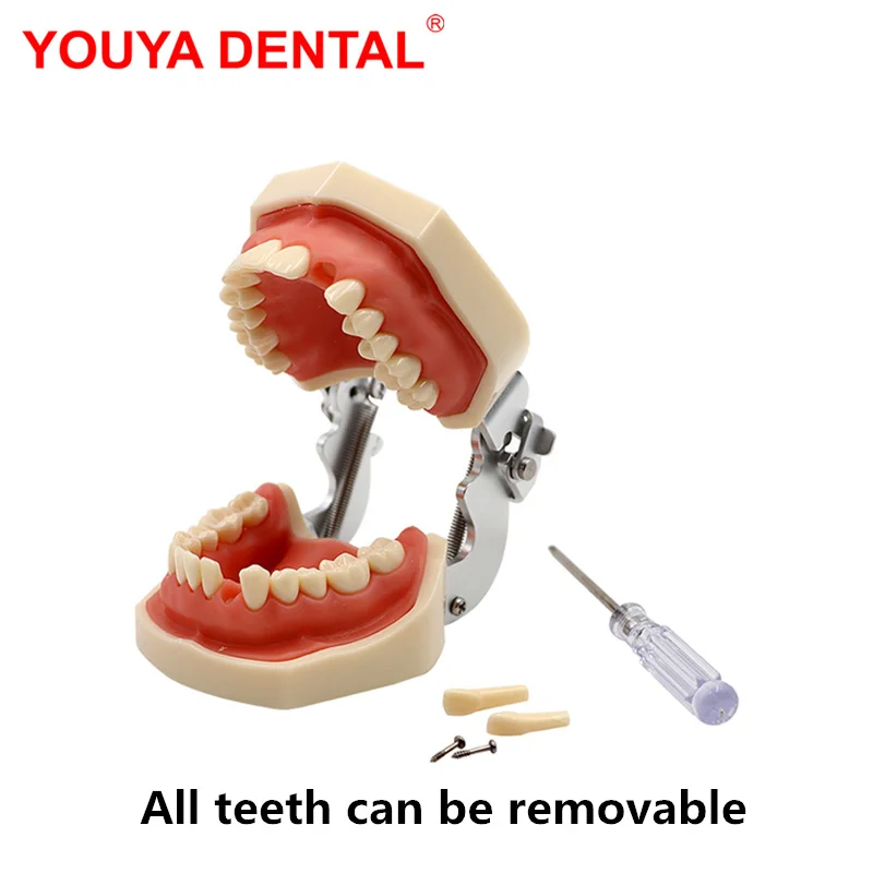 Modello dentale denti pratica modello di denti per formazione di odontotecnici Studyting Typodont modello Jaw odontoiatria prodotti didattici