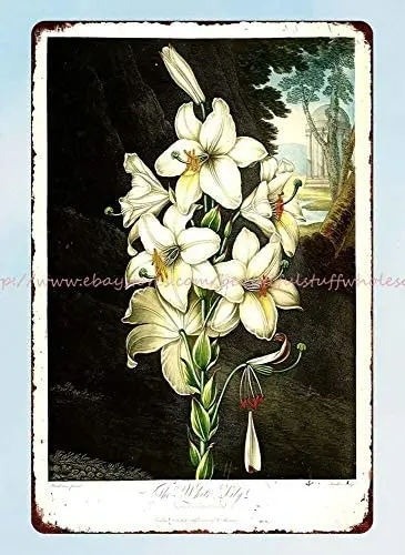 

Bernice 1800s Floral Art Madonna Lily White Lily Lilium candidum Metal tin Sign